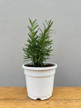 Rosemary near me, rosemary plant online