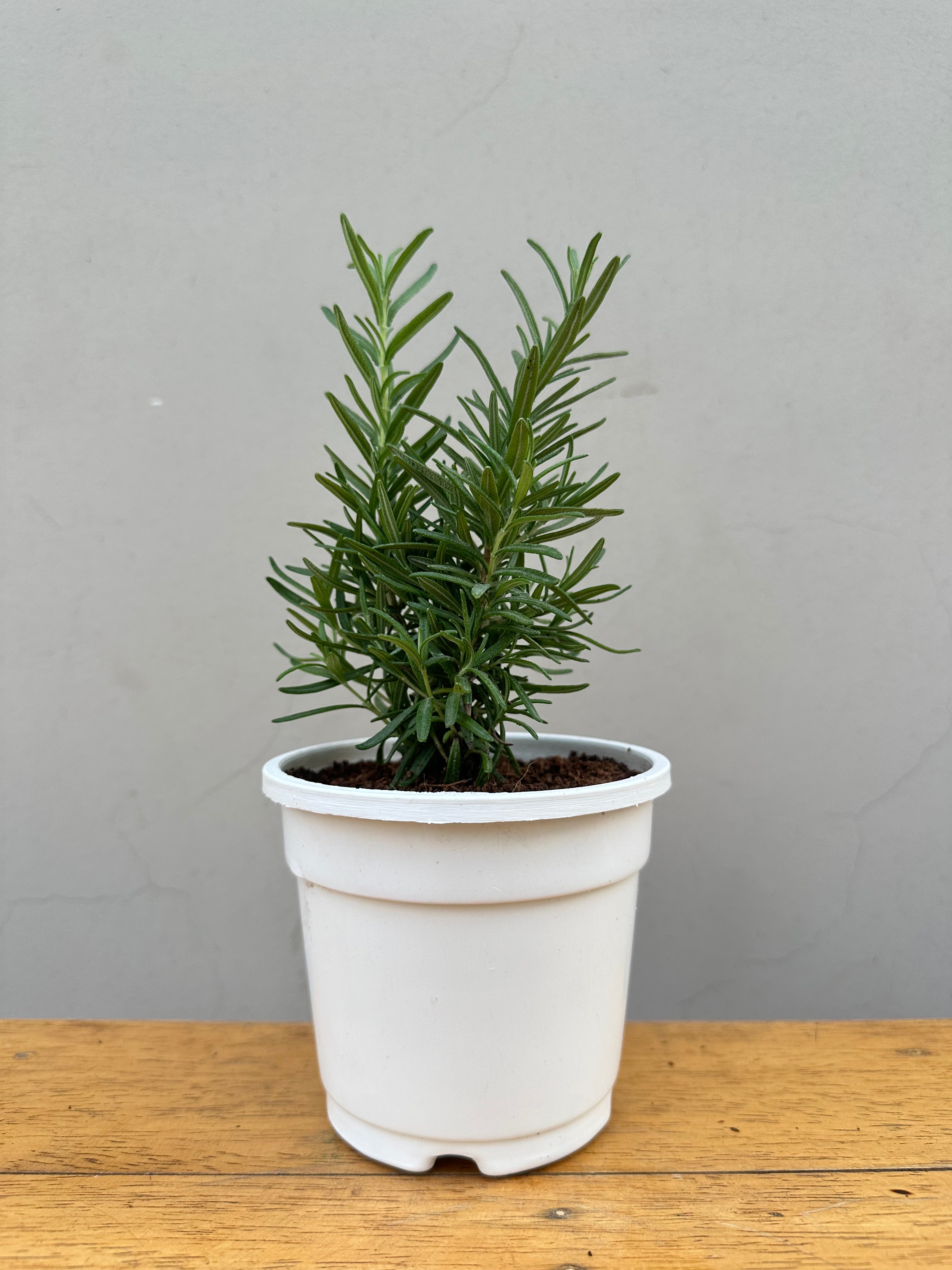 Rosemary near me, rosemary plant online