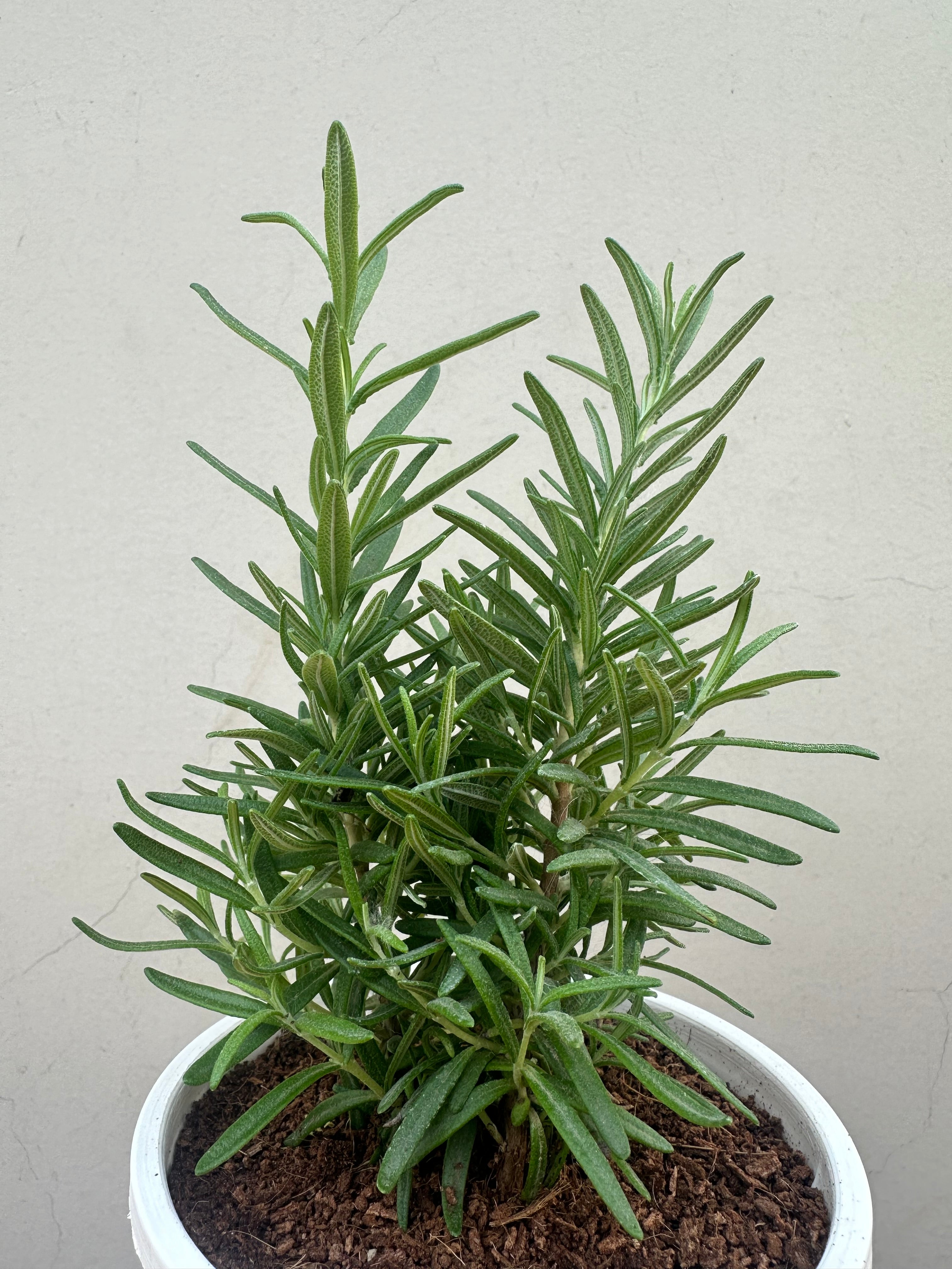 Rosemary Herb Plant