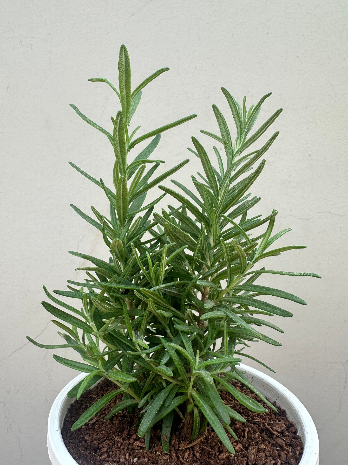 buy rosemary herb online, buy rosemary near me