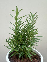buy rosemary herb online, buy rosemary near me