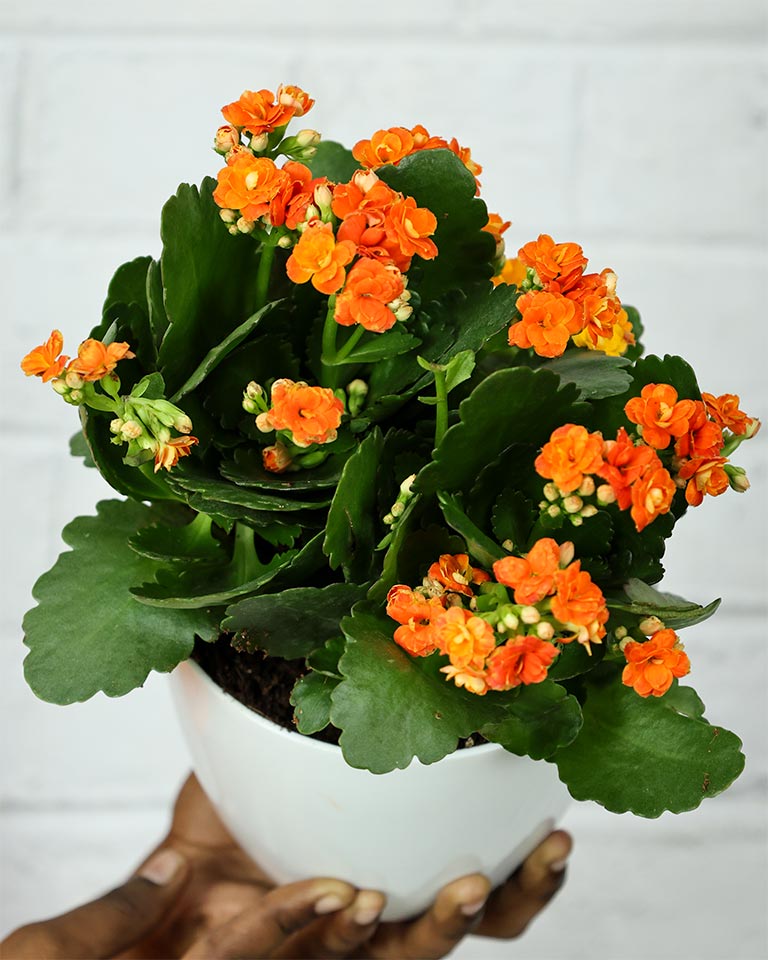 Kalanchoe Plant – Vibrant Blooms of Joy and Endurance