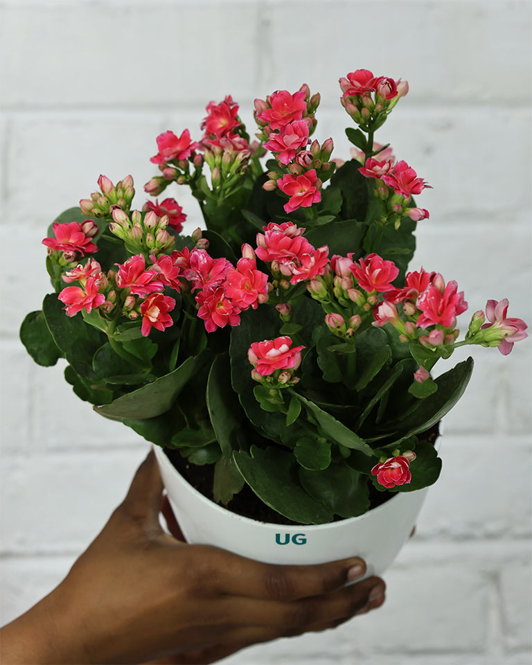 Kalanchoe Plant – Vibrant Blooms of Joy and Endurance