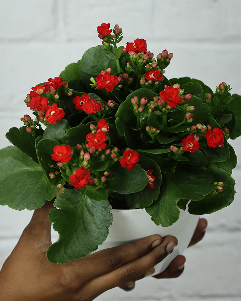 Kalanchoe Plant – Vibrant Blooms of Joy and Endurance
