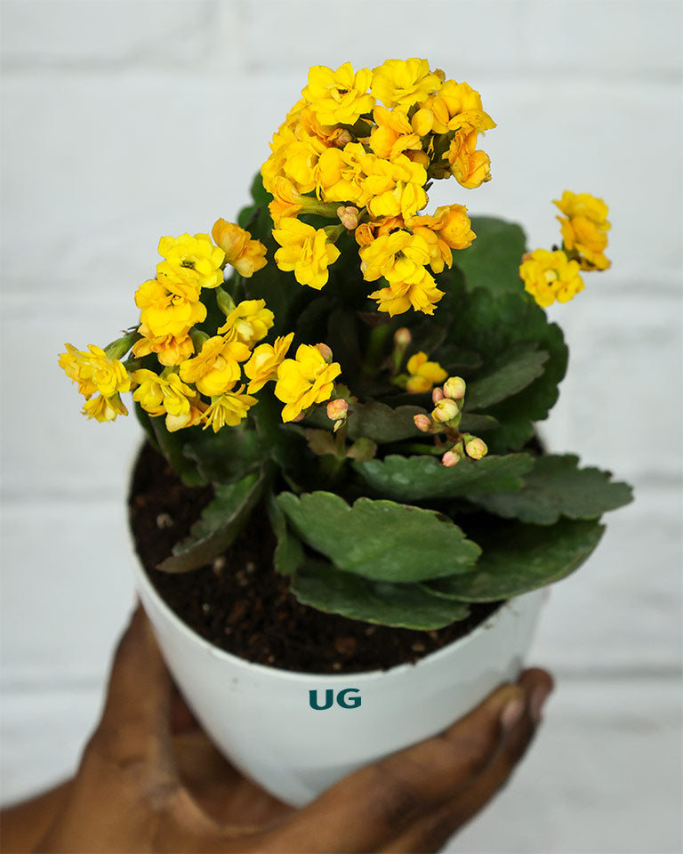 Kalanchoe Plant – Vibrant Blooms of Joy and Endurance