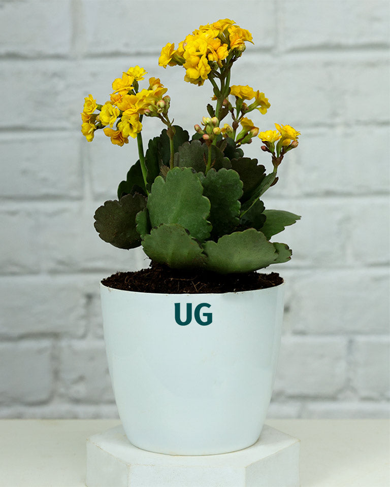 Kalanchoe Plant – Vibrant Blooms of Joy and Endurance