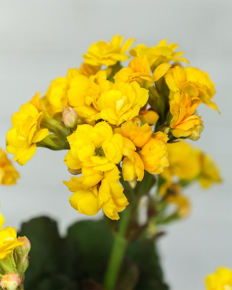 Kalanchoe Plant – Vibrant Blooms of Joy and Endurance