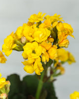 Kalanchoe Plant – Vibrant Blooms of Joy and Endurance