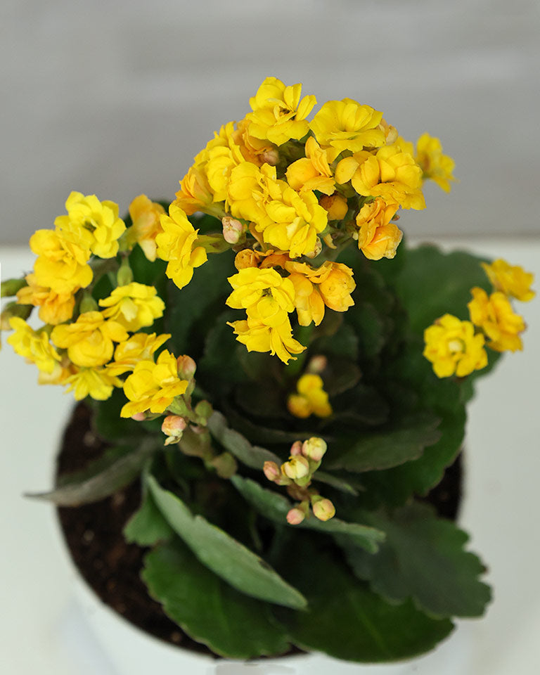 Kalanchoe Plant – Vibrant Blooms of Joy and Endurance