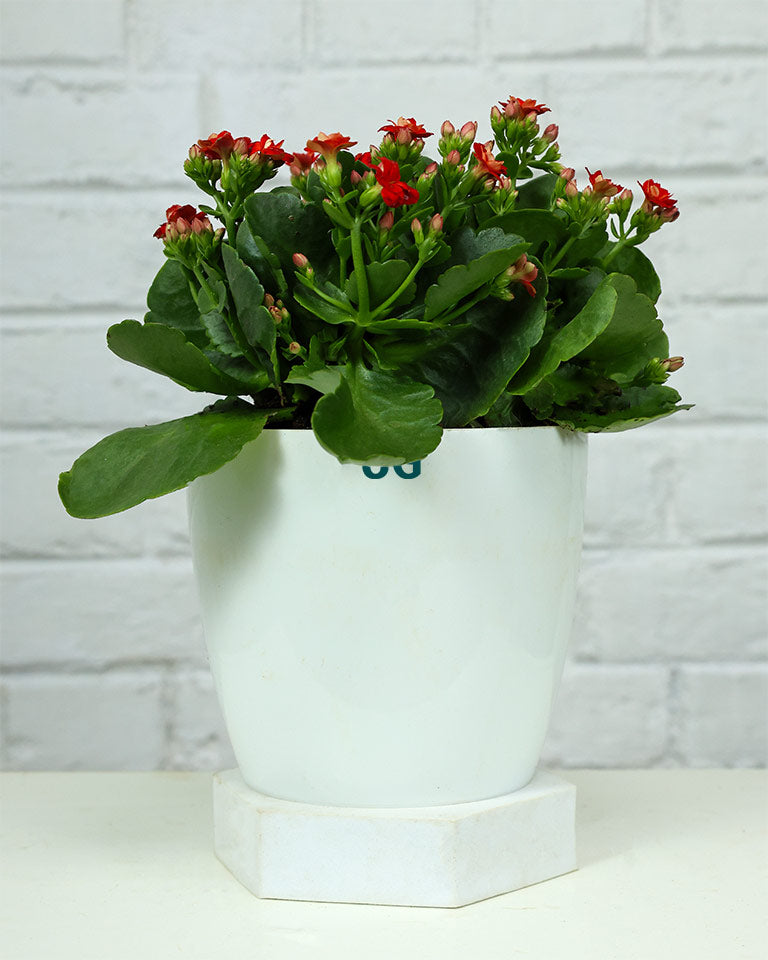Kalanchoe Plant – Vibrant Blooms of Joy and Endurance