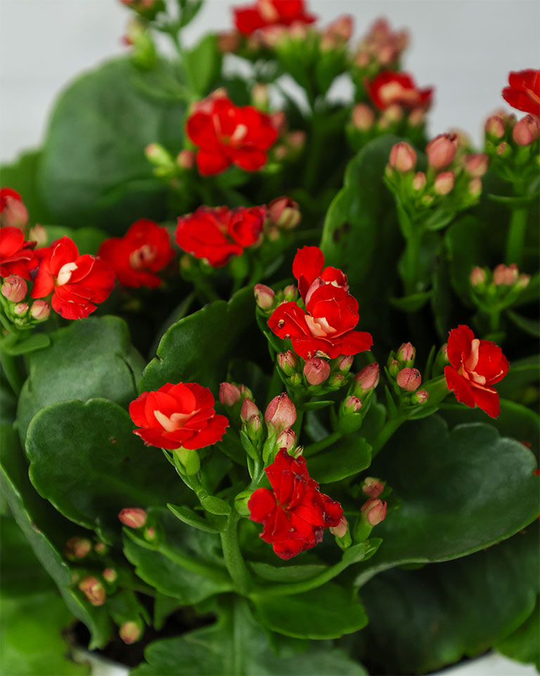 Kalanchoe Plant – Vibrant Blooms of Joy and Endurance