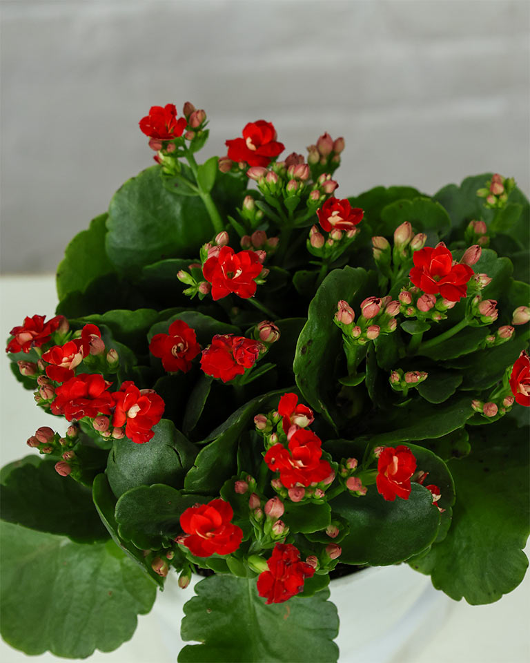 Kalanchoe Plant – Vibrant Blooms of Joy and Endurance