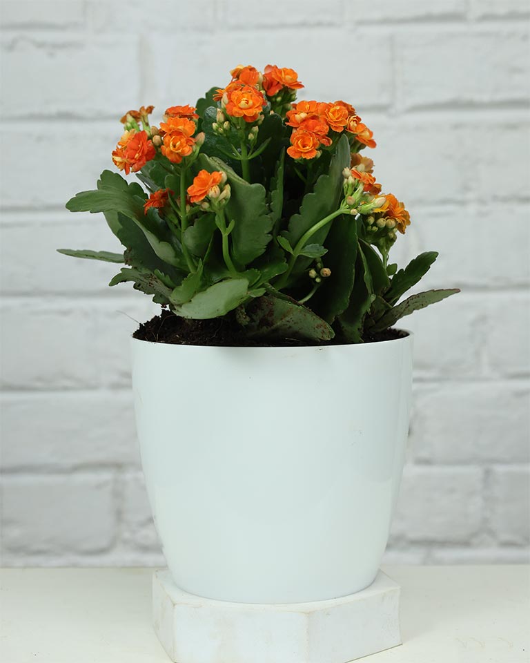 Kalanchoe Plant – Vibrant Blooms of Joy and Endurance