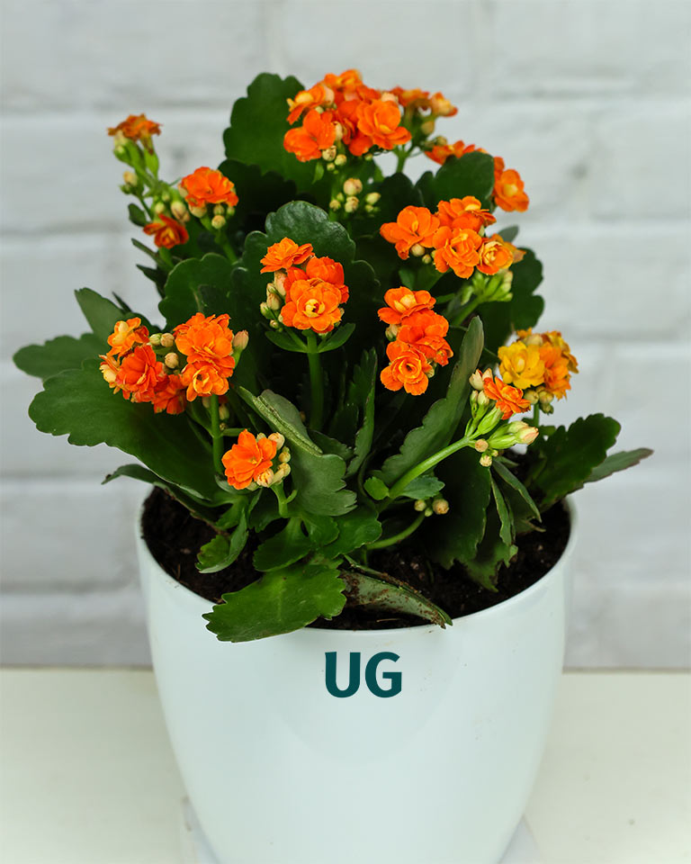 Kalanchoe Plant – Vibrant Blooms of Joy and Endurance