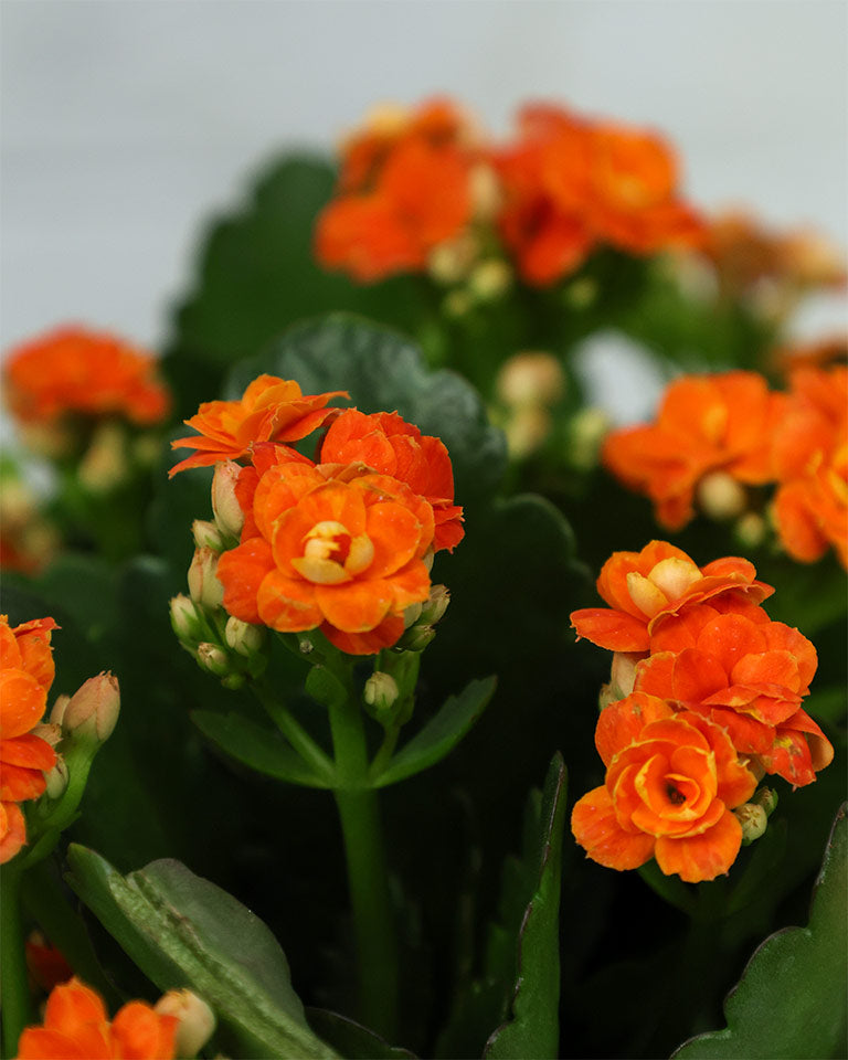 Kalanchoe Plant – Vibrant Blooms of Joy and Endurance