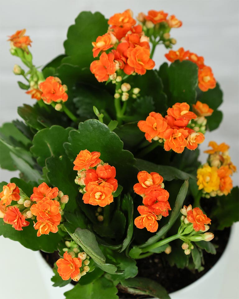 Kalanchoe Plant – Vibrant Blooms of Joy and Endurance