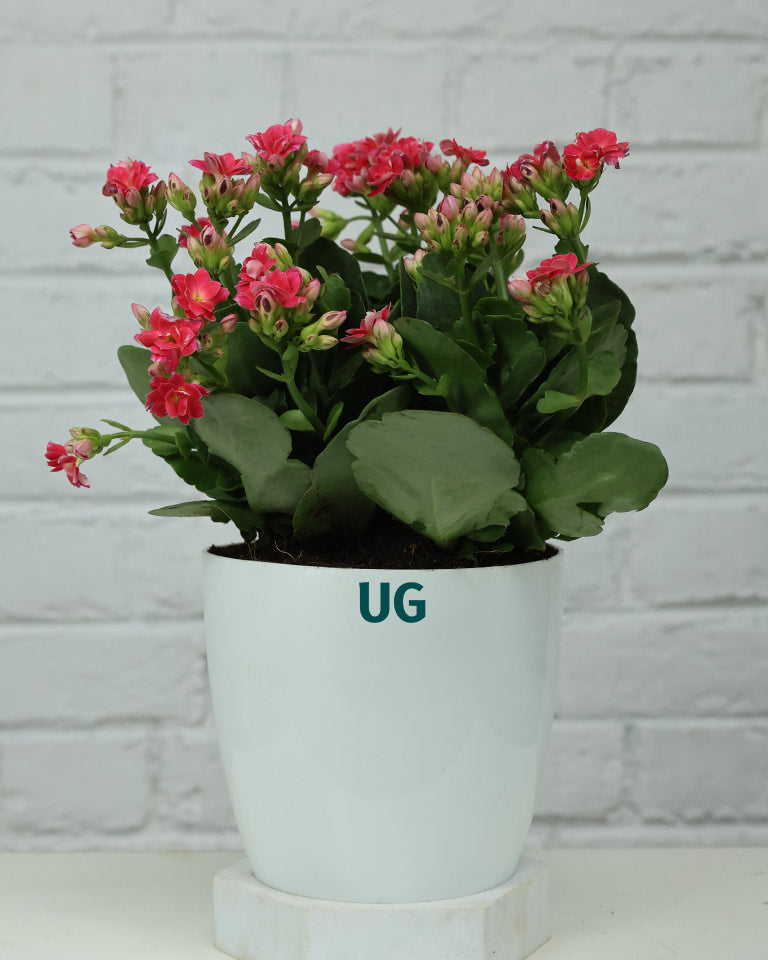 Kalanchoe Plant – Vibrant Blooms of Joy and Endurance
