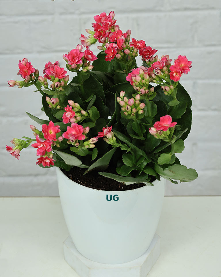 Kalanchoe Plant – Vibrant Blooms of Joy and Endurance