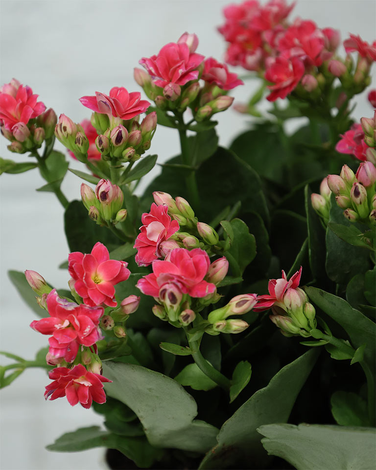 Kalanchoe Plant – Vibrant Blooms of Joy and Endurance