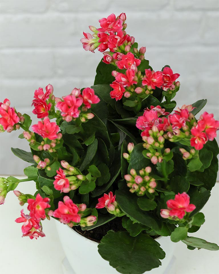 Kalanchoe Plant – Vibrant Blooms of Joy and Endurance