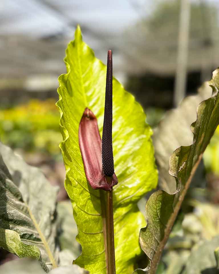 anthurium black dragon care Anthurium Hookeri Plant – unlimitedgreens