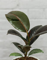 Rubber Plant