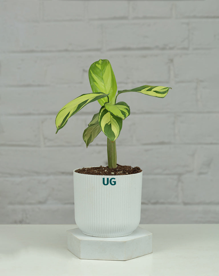 Calathea Golden Mosaic