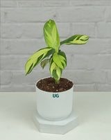 online plants 