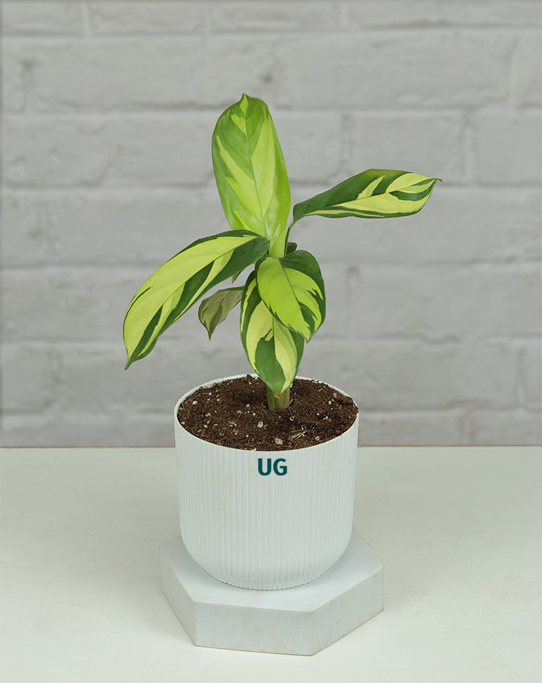 online plants 