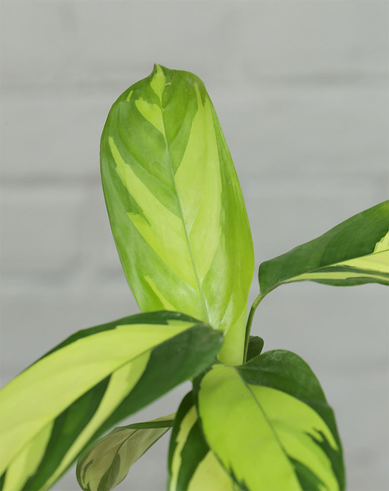 Calathea Golden Mosaic