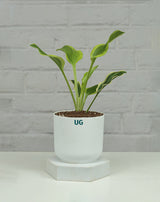Hosta plant Online