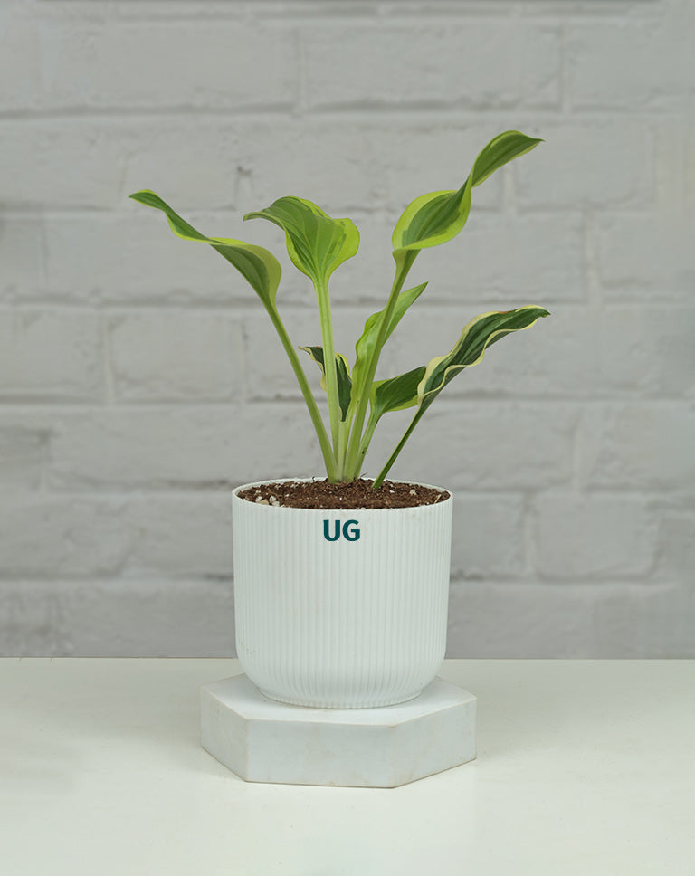 Hosta plant Online