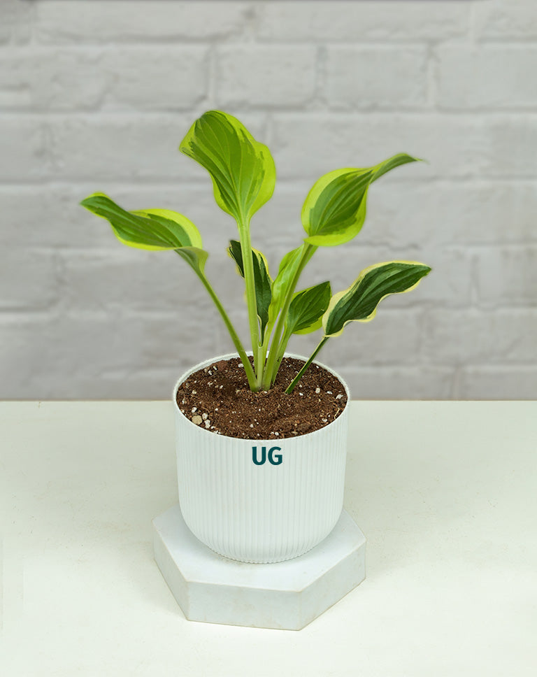 Liberty Hosta