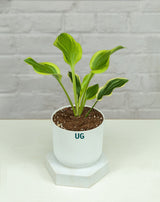 Liberty Hosta