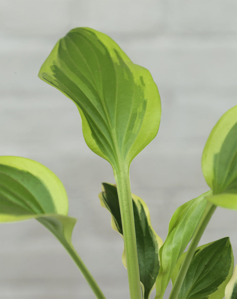 Liberty Hosta