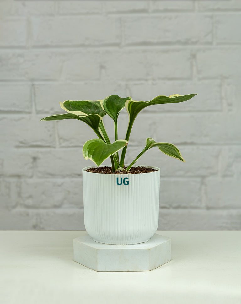 online plants delivery