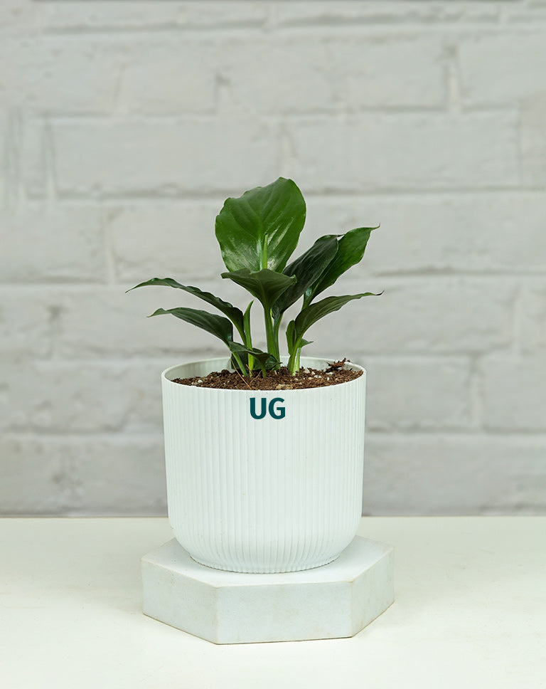 Peace Lily Plant (Spathiphyllum)