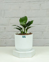 Peace Lily Plant (Spathiphyllum)