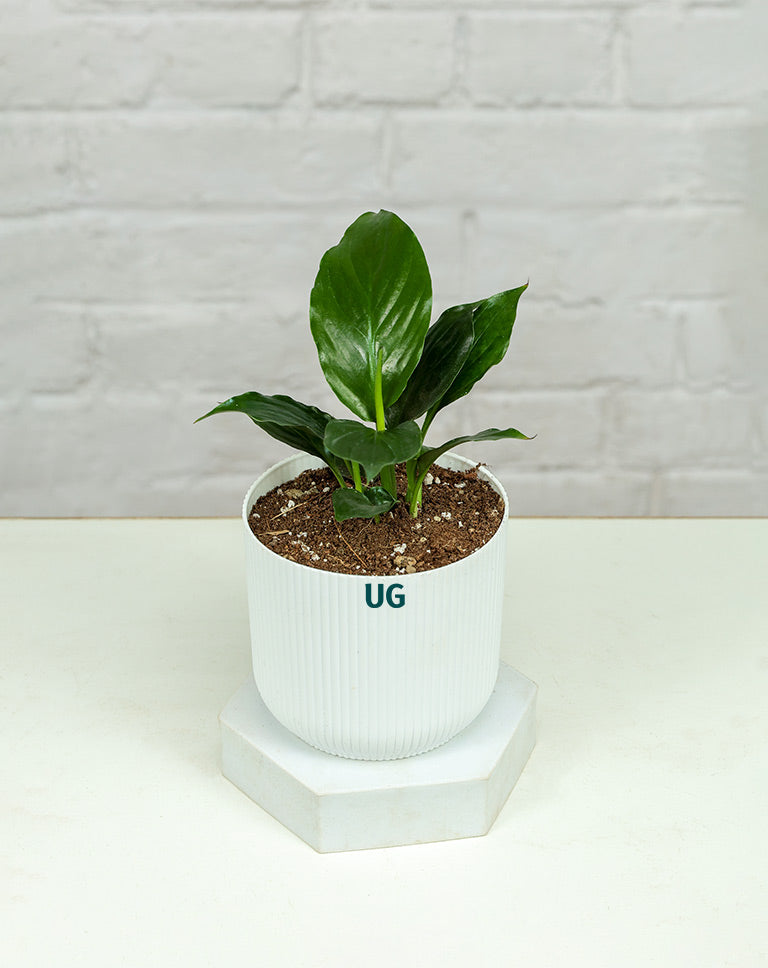 Peace Lily Plant (Spathiphyllum)