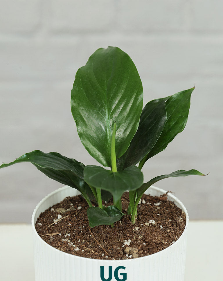 Peace Lily Plant (Spathiphyllum)
