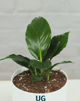 Peace Lily Plant (Spathiphyllum)