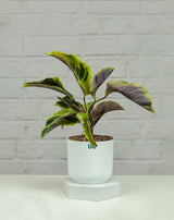 online plants delivery