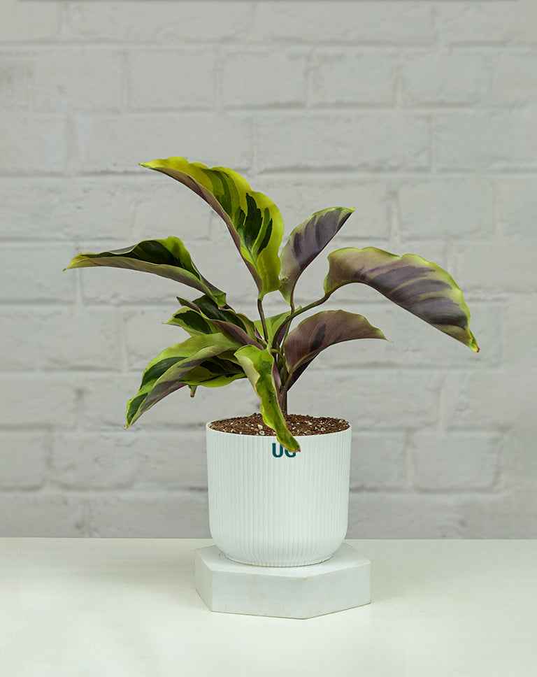 online plants delivery
