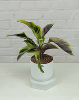 Calathea Yellow Fusion