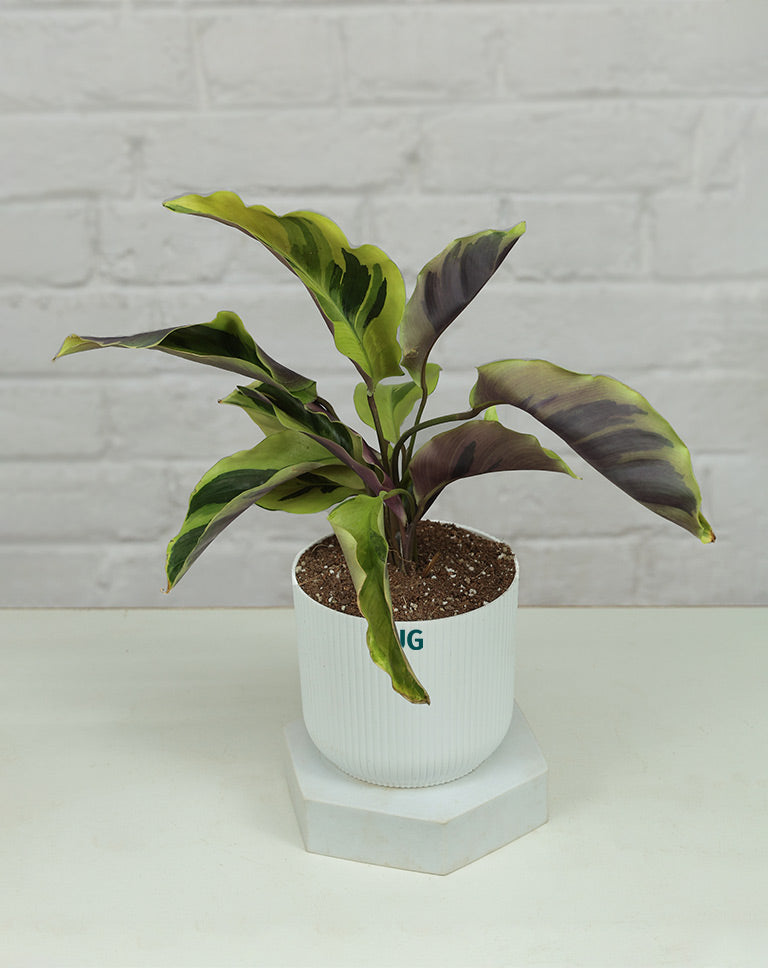 Calathea Yellow Fusion
