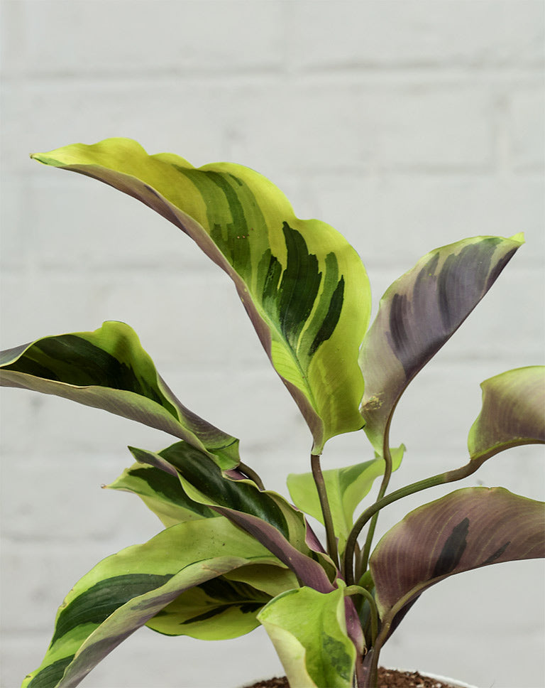 Calathea Yellow Fusion