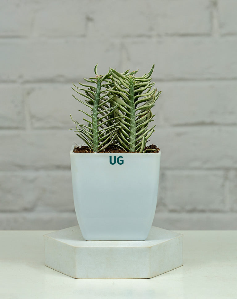 Pedilanthus ‘Nana Variegata’