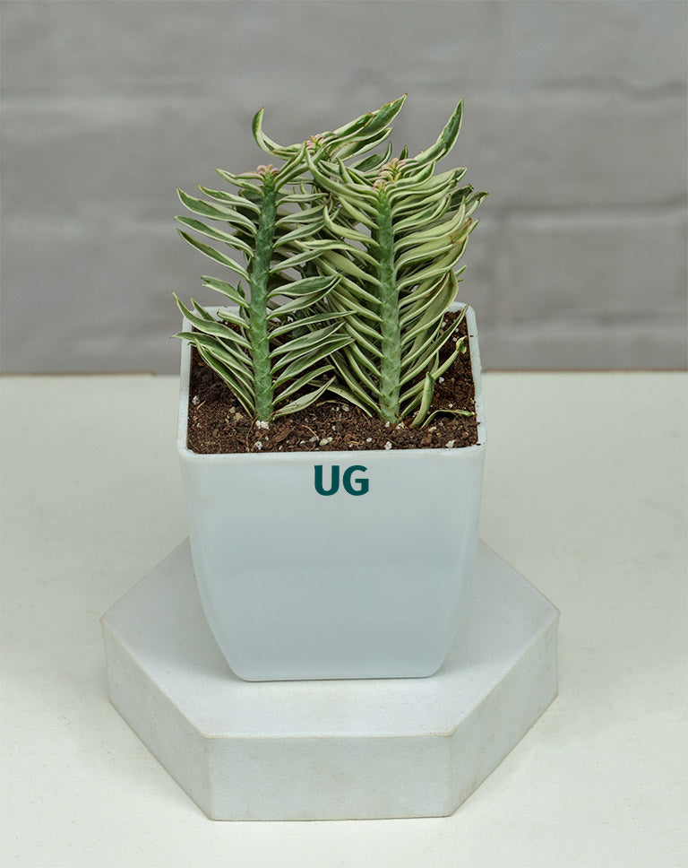 Pedilanthus ‘Nana Variegata’
