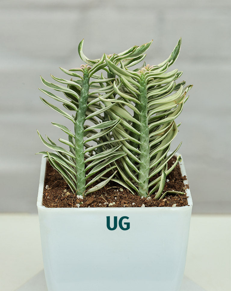 Pedilanthus ‘Nana Variegata’