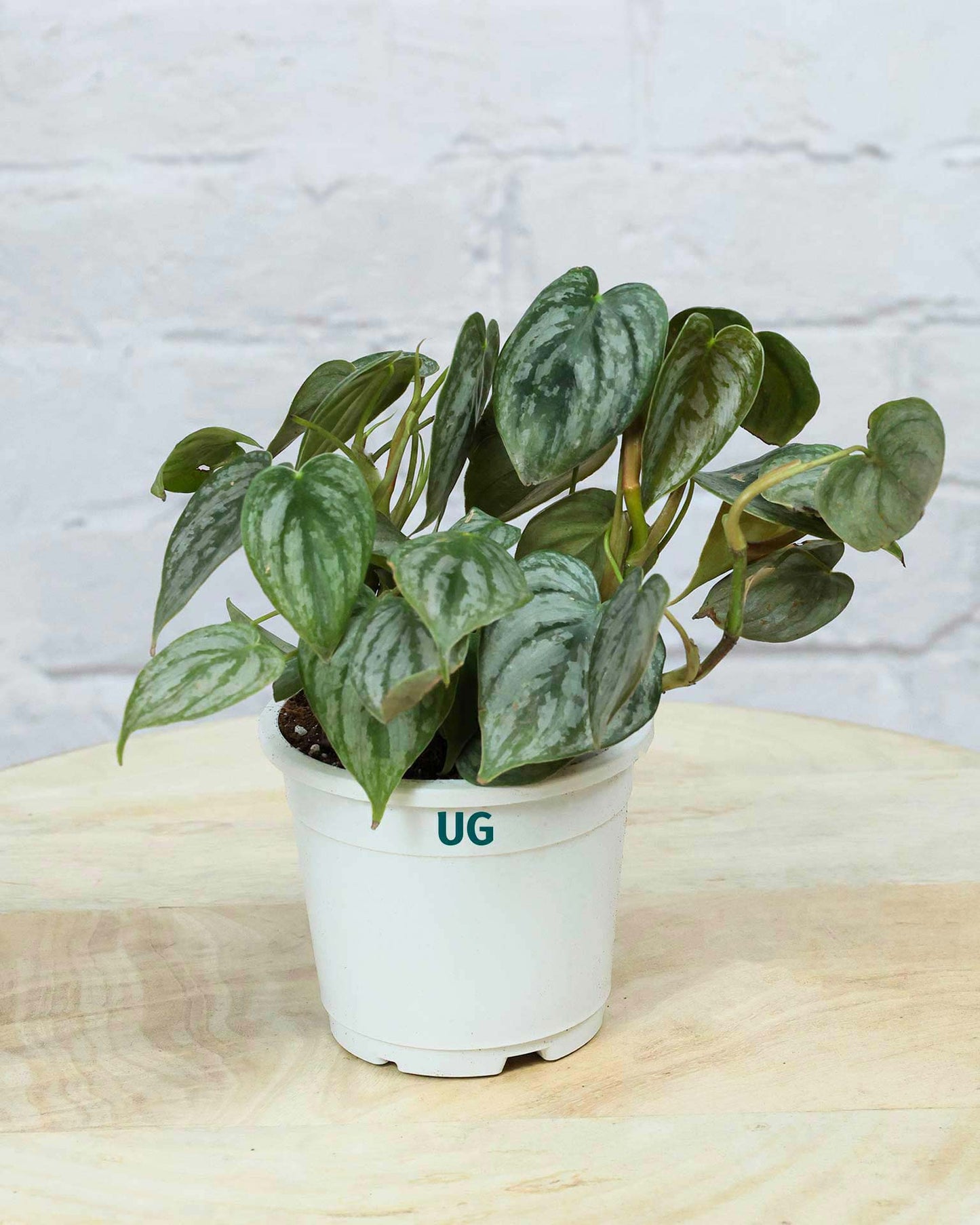 Philodendron brandtianum